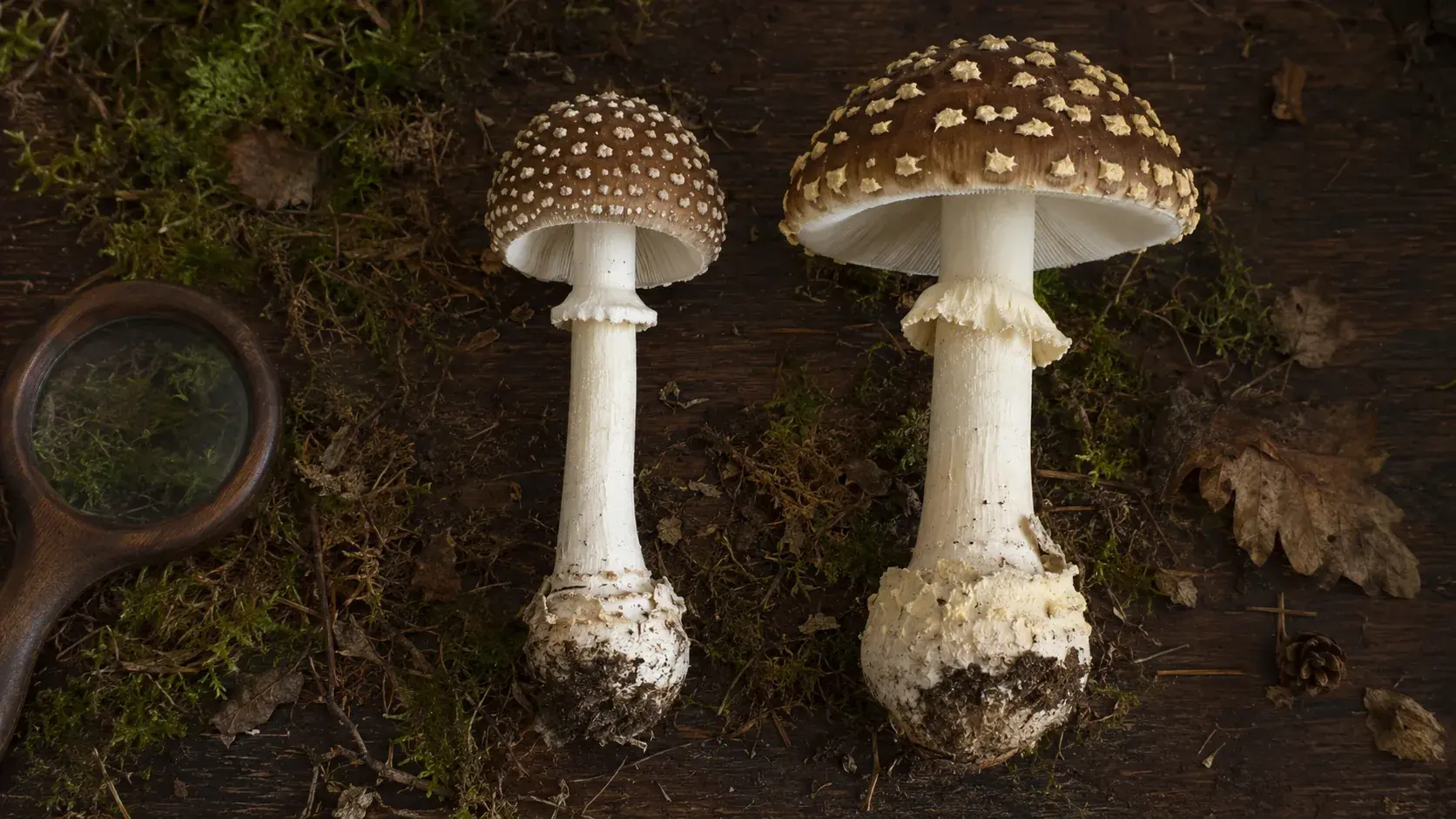 Amanita pantherina vs Amanita regalis: Two Brown Caps, One Real Risk article cover