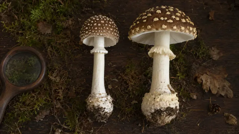 Amanita pantherina vs Amanita regalis: Two Brown Caps, One Real Risk article cover