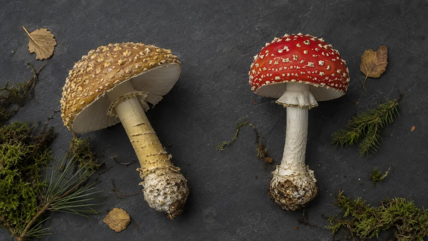 Royal Fly Agaric vs Amanita Muscaria: The Real Differences article cover