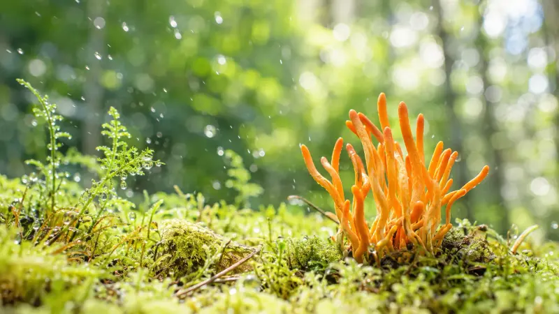 Efeitos Colaterais e Interações do Cordyceps Militaris: Quem Deve Evitá-lo e Por Quê article cover