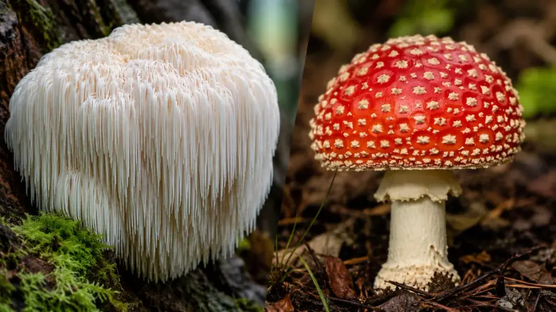 Lion's Mane and Amanita: Properties and Differences article cover