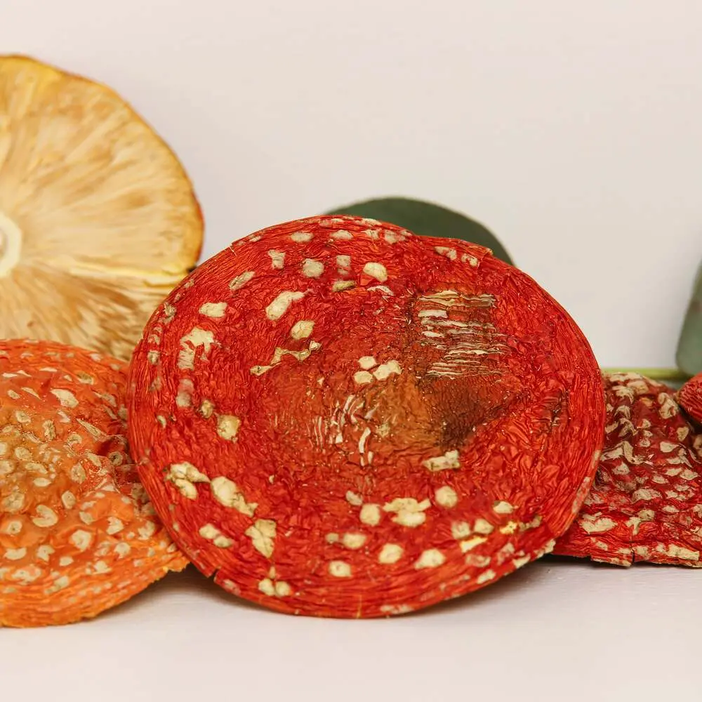 Dried Amanita muscaria grade A — 50g — photo 2