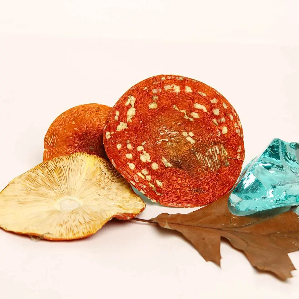 Dried Amanita muscaria grade A — 50g — photo 6