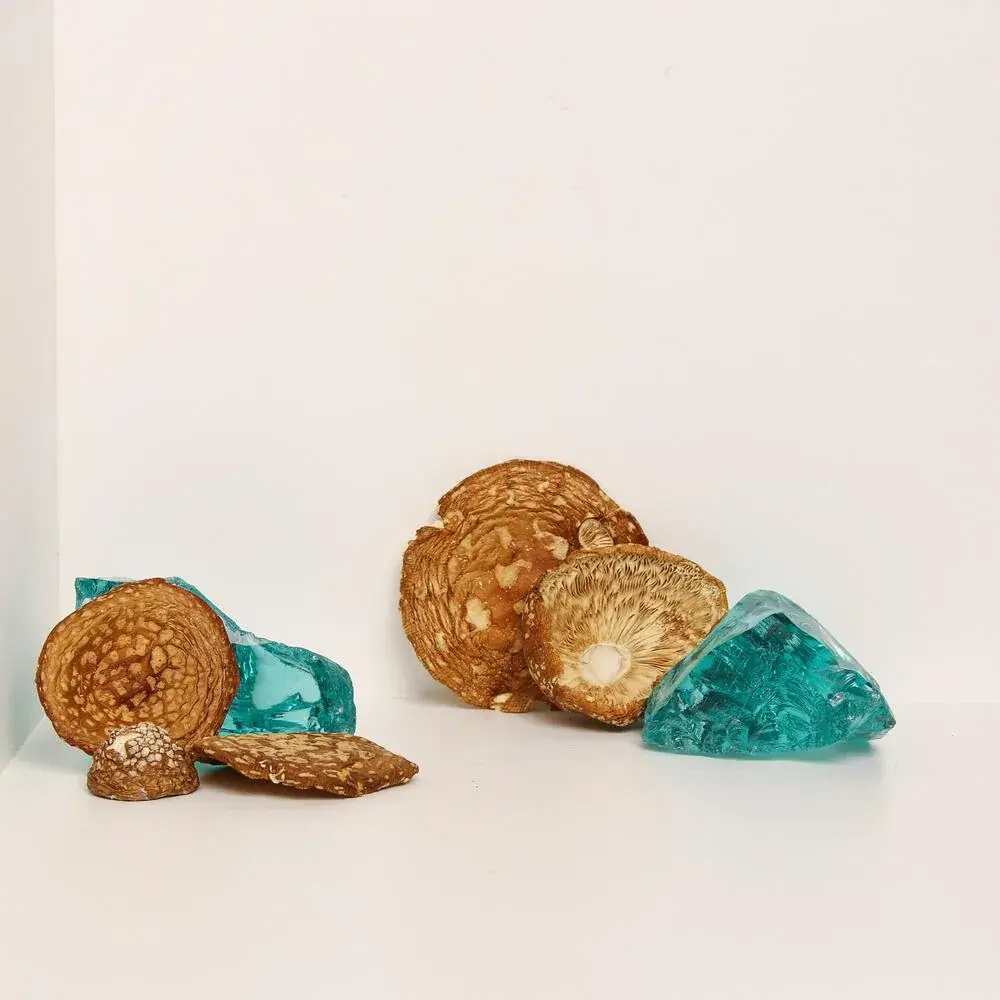 Amanita regalis — 50g — photo 4