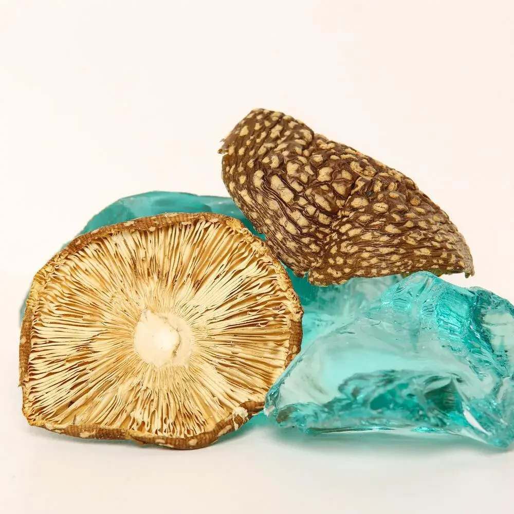 Amanita regalis — 50g — photo 5