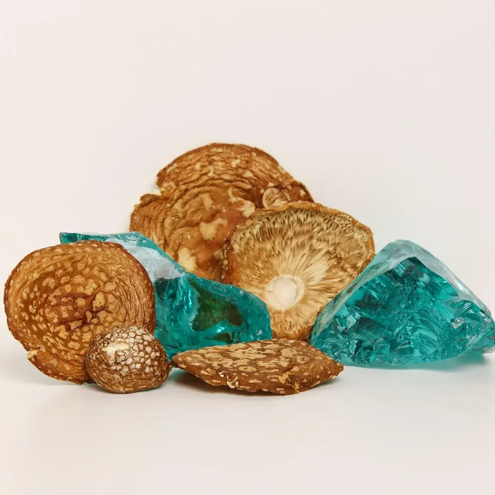 Amanita regalis — 50g — photo 6