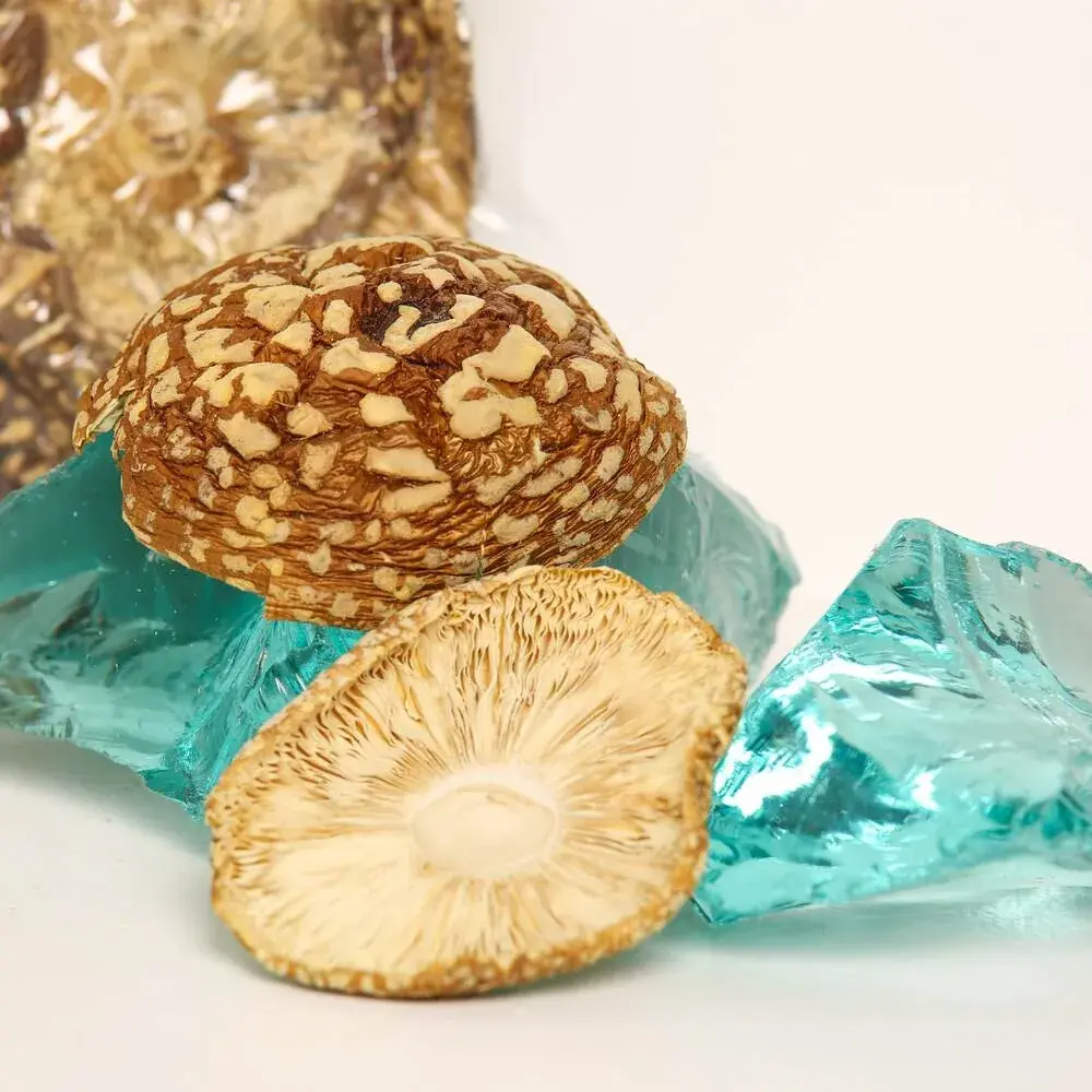 Amanita regalis — 50g — photo 7