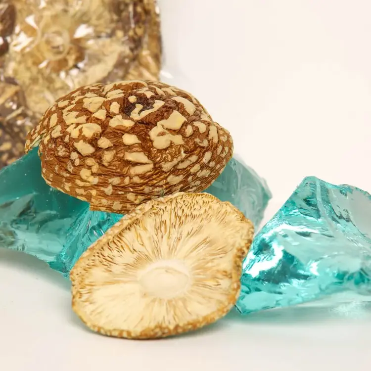 Amanita regalis — 50g — photo 7