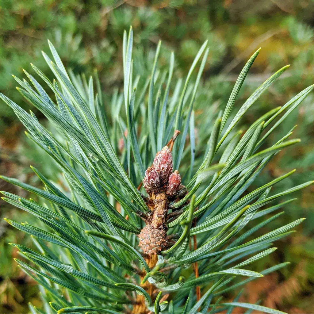 Pine needles — 100g — photo 5