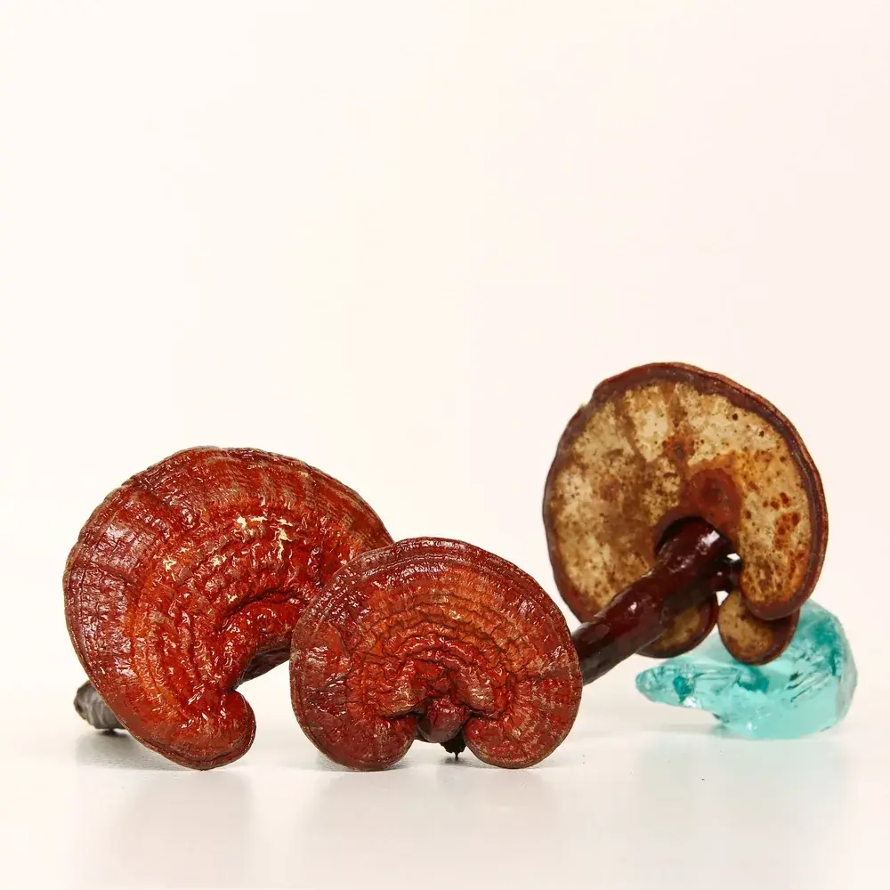 Reishi mushroom (Ganoderma lucidum) — 100g — photo 4