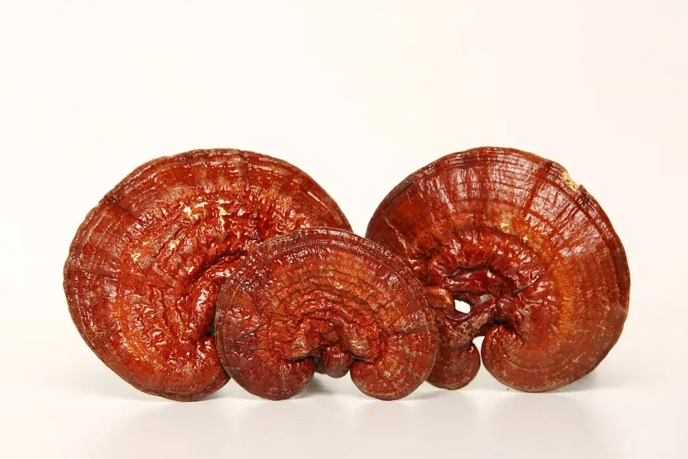 Reishi mushroom (Ganoderma lucidum) — 100g — photo 5