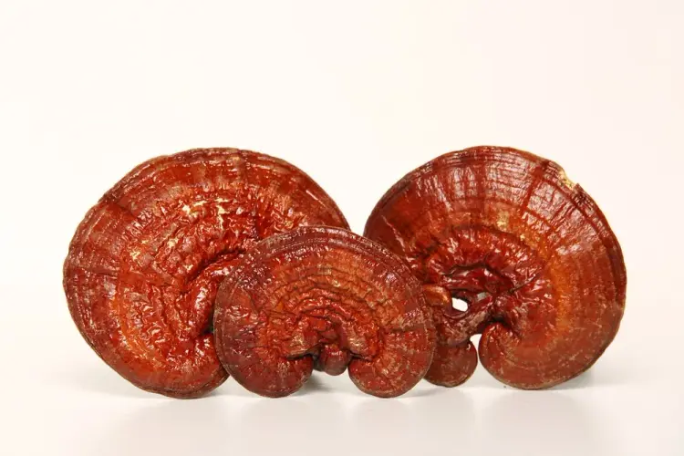 Reishi mushroom (Ganoderma lucidum) — 100g — photo 5