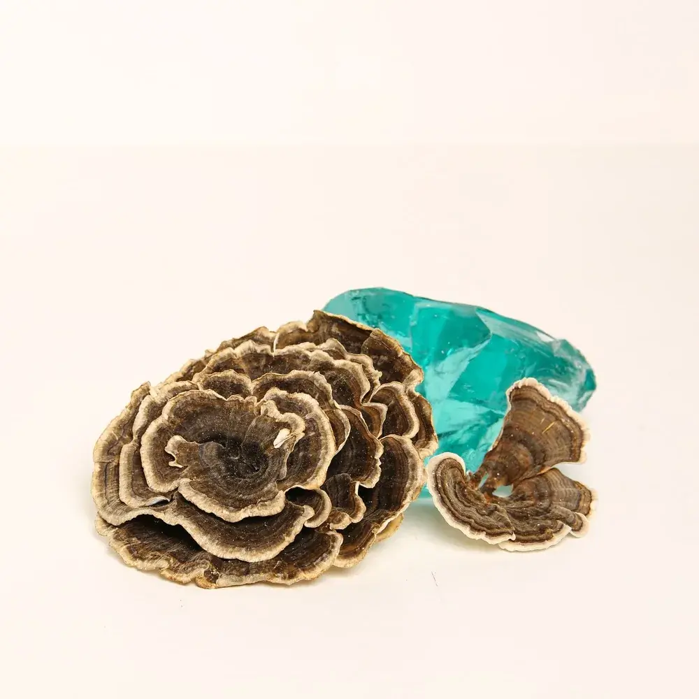 Turkey Tail