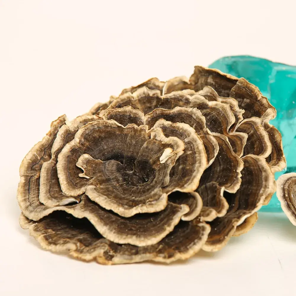 Trametes versicolor (Turkey tails) — 100g — photo 2