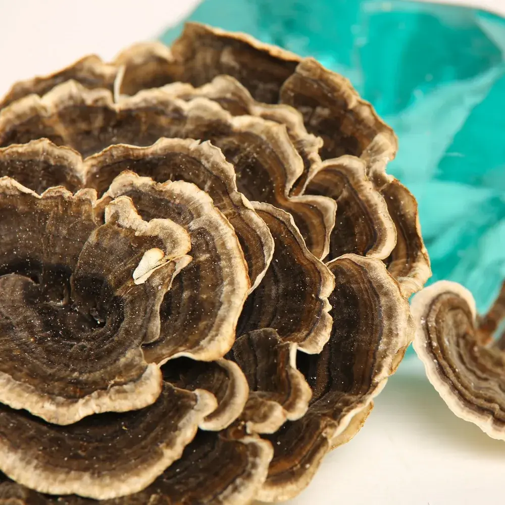 Trametes versicolor (Turkey tails) — 100g — photo 3