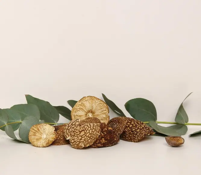 Pantermušmirė džiovintas — 50g
