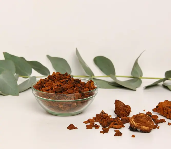 Chaga (Inonotus obliquus) — 100g