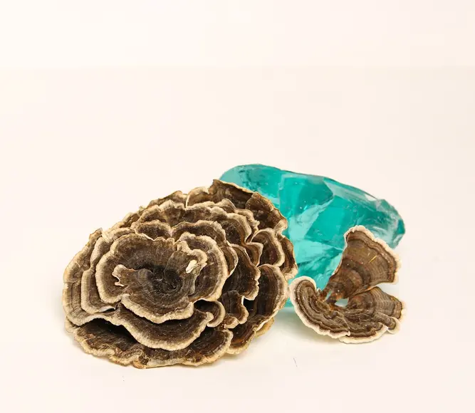 Trametes versicolor (Turkey tails) — 100g