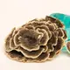 Trametes versicolor (Turkey tails) — 100g — photo 2