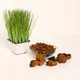 Chaga (Inonotus obliquus) — 100g — photo 4