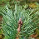 Pine needles — 100g — photo 5
